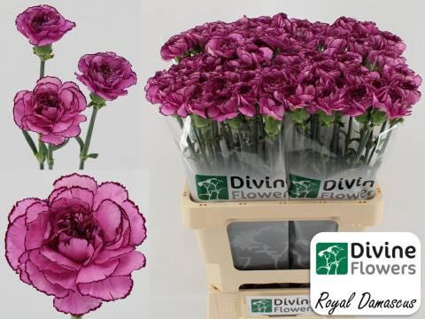 Dianthus standaard 'Royal Damascus'