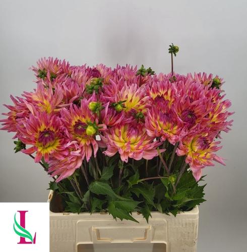 Dahlia 'Karma Sangria'