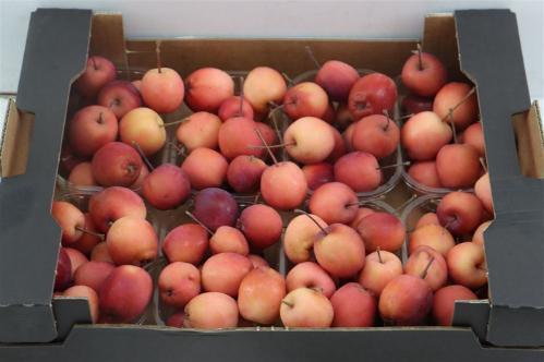 Siervruchten per bak Malus overig