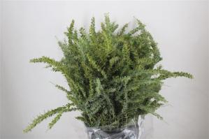 Acacia baileyana bloeiend per bos 'Purpurea'Dealbata Grp