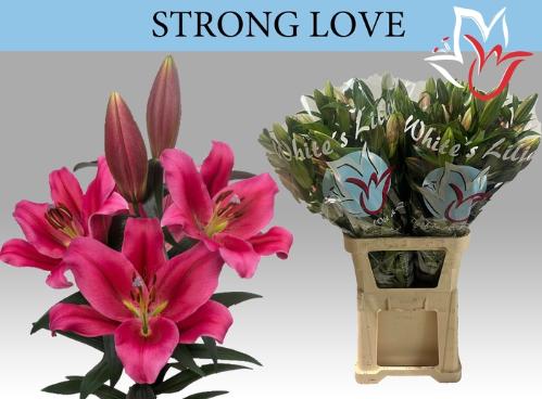 Lilium (OT-hybrids Grp) 'Strong Love'