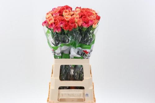 Dianthus standaard gemengd in bos