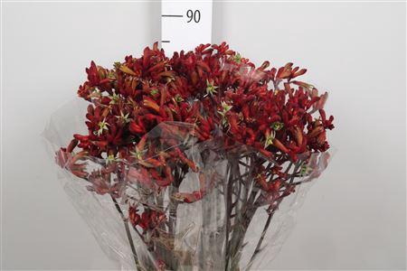 Anigozanthos 'Early Spring'