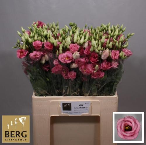 Eustoma russellianum gevuldbloemig 'Rosita Rose Pink'