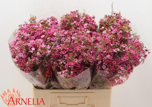 Chamelaucium 'Happy Days'