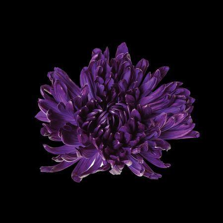 Chrysanthemum (Indicum Grp) geplozen Antonov kleurbehandeld H%