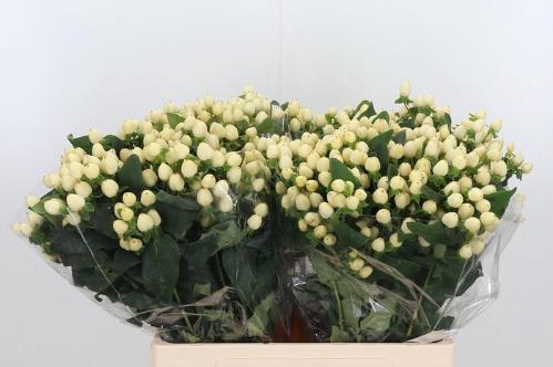 Hypericum x inodorum Magical White Princess