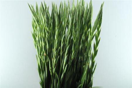 Gladiolus grootbloemig 'Careless'