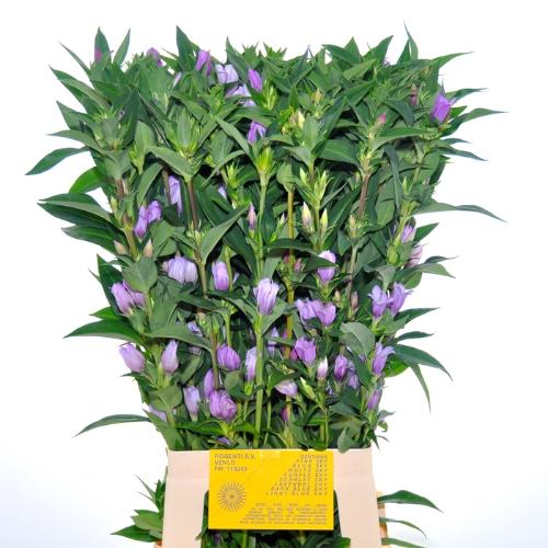 Gentiana Pink Sky