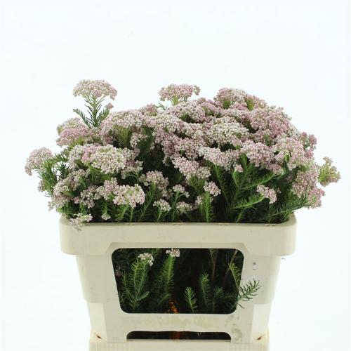 Ozothamnus diosmifolius 'Pink Panther'