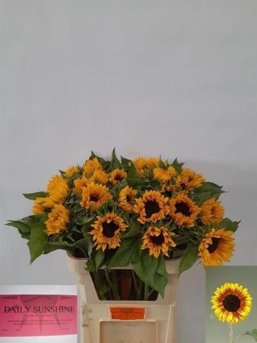 Helianthus annuus 'Ziggy'