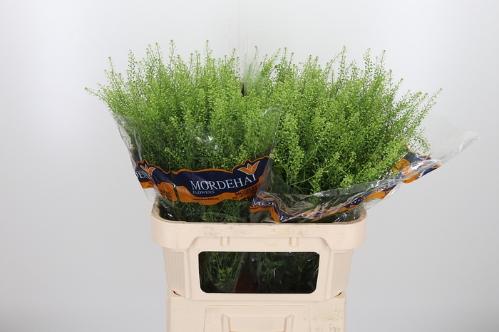 Thlaspi Green Bell