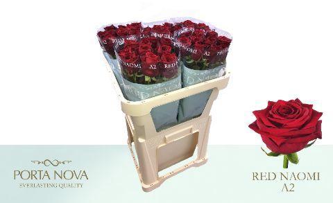 Rosa grootbloemig Red Naomi!