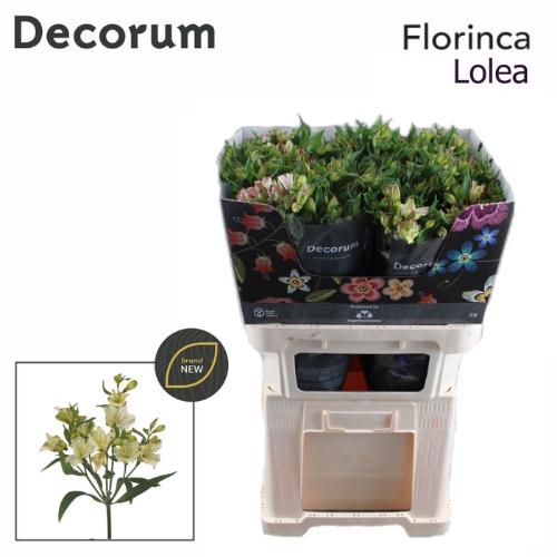 Alstroemeria florinca Lolea