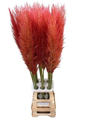 Cortaderia selloana kleurbehandeld H%