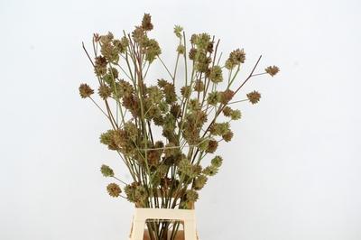 Glycyrrhiza yunnanensis (zaaddoos)