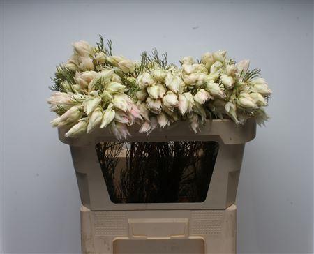 Serruria florida Pretty N White