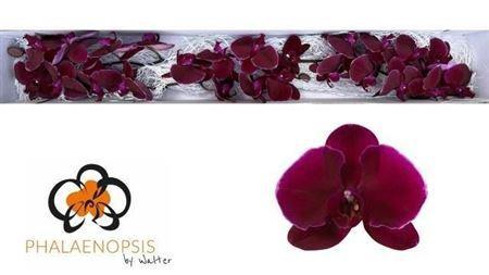 Phalaenopsis per bloem 'Velvet Janet'