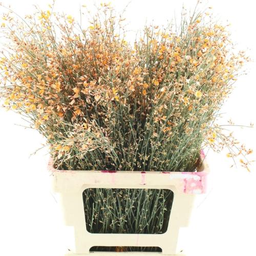 Genista kleurbehandeld H%