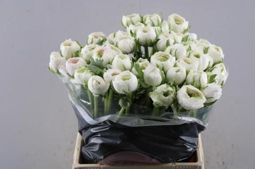 Ranunculus asiaticus Succes Hanoi