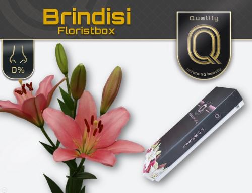 Lilium Longiflorum x Aziatische Grp 'Brindisi'