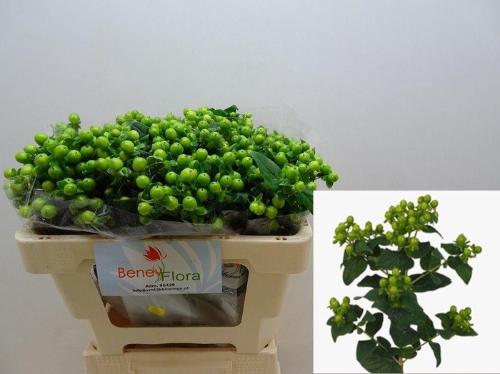 Hypericum inodorum Magical Green Power