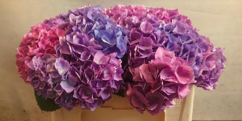 Hydrangea macrophylla 'Bodensee' (roze)