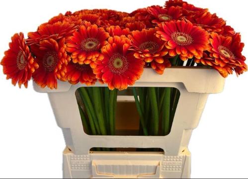 Gerbera mini Juanita