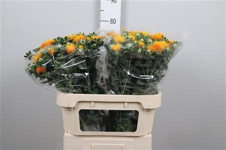 Carthamus tinctorius 'Zanzibar'