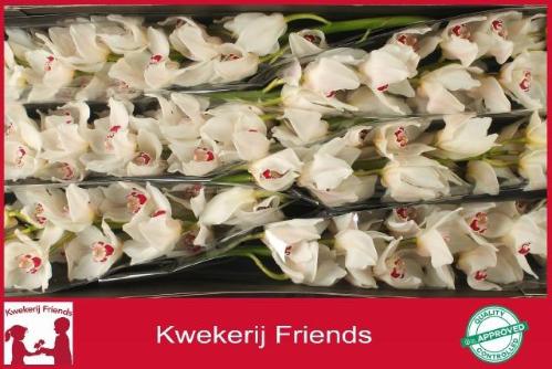 Cymbidium grootbloemig per tak 'Mazurka'