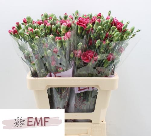 Dianthus tros Misa Miss Heart