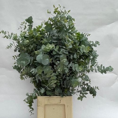 Eucalyptus cinerea