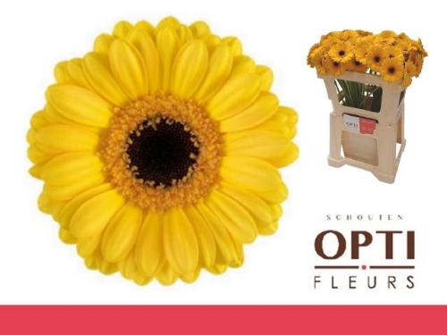 Gerbera mini 'Delmonte'