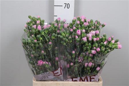 Dianthus tros 'Wish'