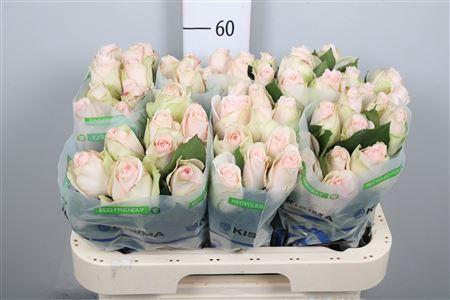 Rosa grootbloemig High & Bridal