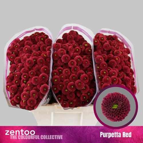 Chrysanthemum (Indicum Grp) tros santini AAA Purpetta Red