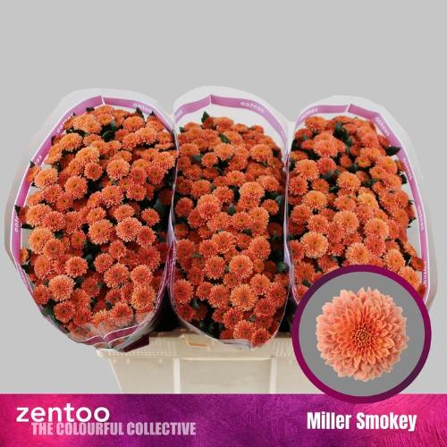 Chrysanthemum (Indicum Grp) tros santini Miller Smokey