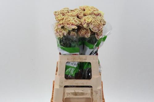 Dianthus standaard kleurbehandeld H%