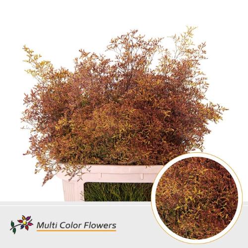 Limonium overig kleurbehandeld H%