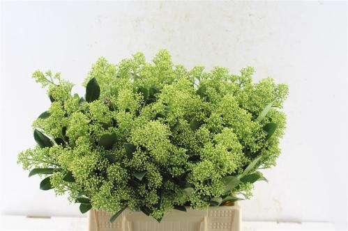 Skimmia japonica 'Yuki' per bos
