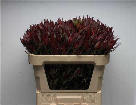 Leucadendron overig