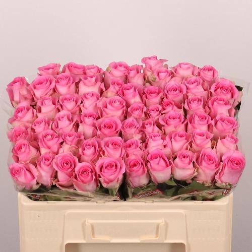 Rosa grootbloemig Revival