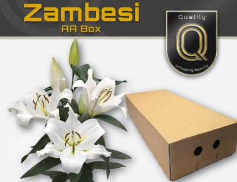 Lilium Oriental x Trumpet Grp 'Zambesi'