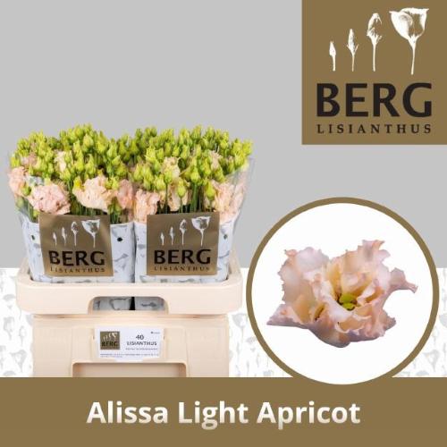 Eustoma russellianum gevuldbloemig 'Alissa Light Apricot'