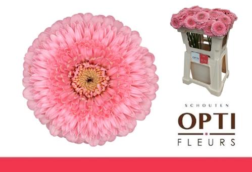 Gerbera mini bolvormig Pomponi Piggy