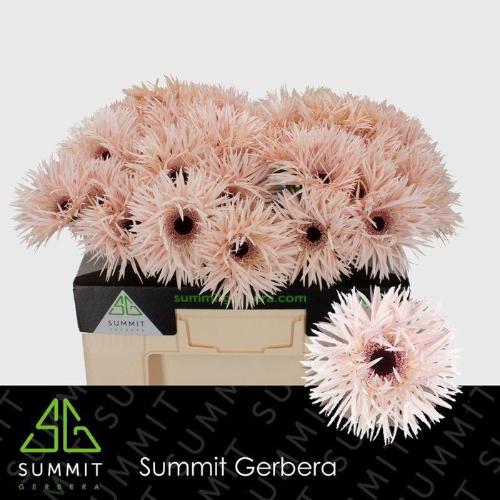 Gerbera grootbloemig Cream Springs