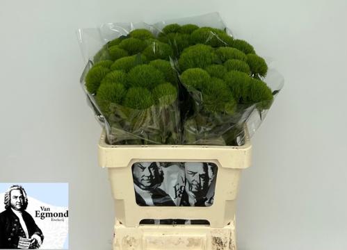 Dianthus barbatus Green Wicky