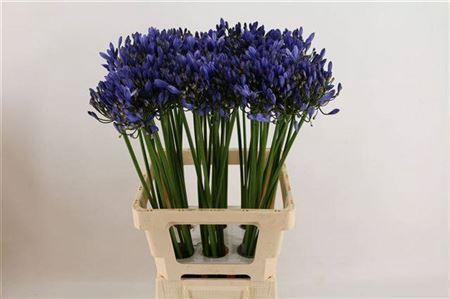 Agapanthus (Funnel Grp) 'Uri'