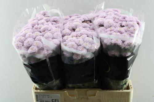 Chrysanthemum (Indicum Grp) tros santini Miller Sweet