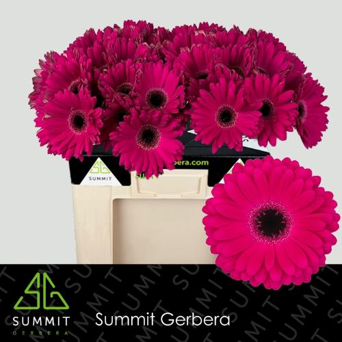Gerbera grootbloemig Marilu